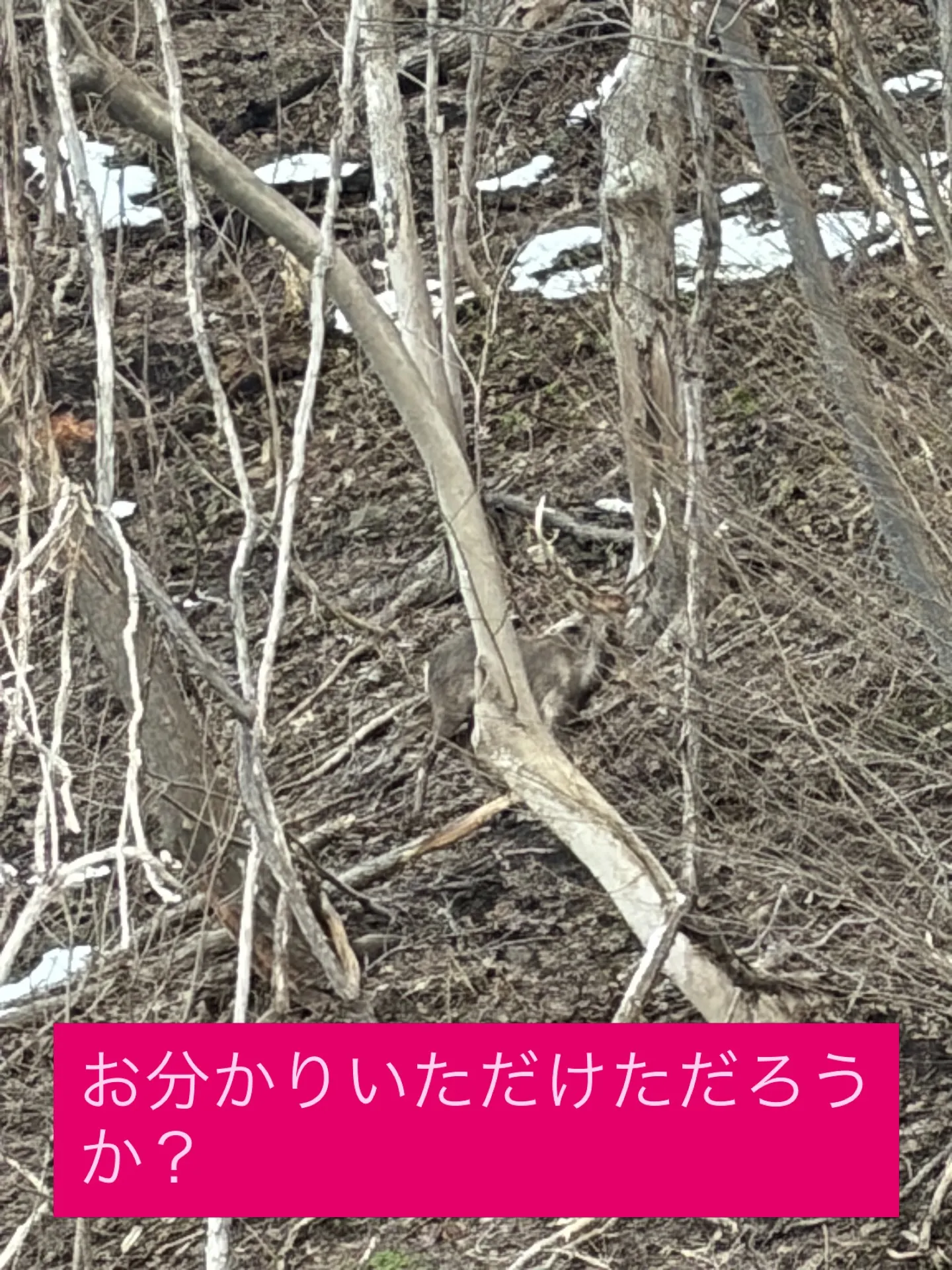 雪解けも進み山間も緑が茂るまでこの景色に溶け込んでいる動物が...